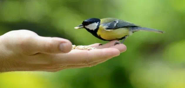 عبارات عن الرفق