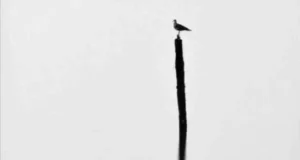 اقتباسات وعبارات عميقة عن الجوهر