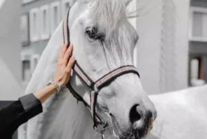 اقتباسات وكلمات رائعة عن الخيل