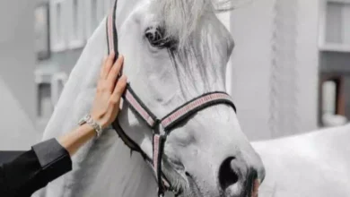 اقتباسات وكلمات رائعة عن الخيل