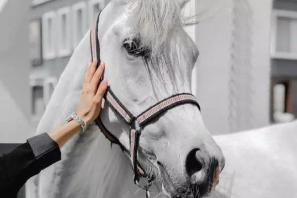 اقتباسات وكلمات رائعة عن الخيل